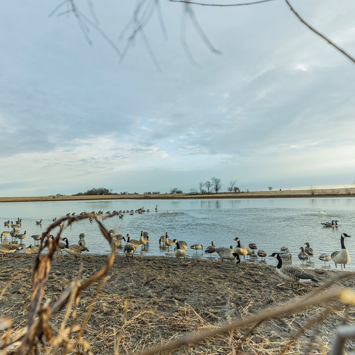 Avian-X Topflight Honkers Floater Decoys, 4-Pk