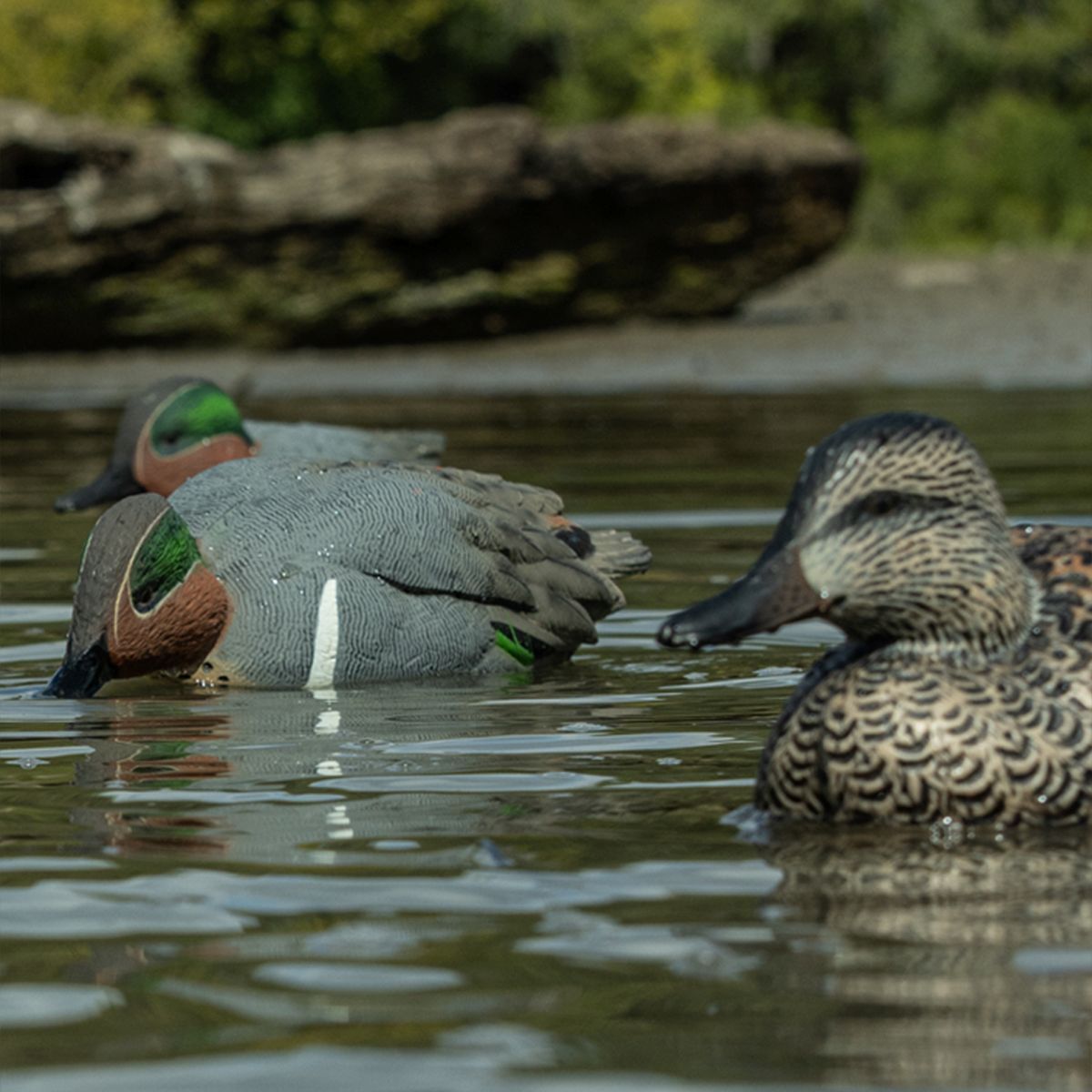 Avian-X Topflight Green-Winged Teal Decoys, 6-Pk