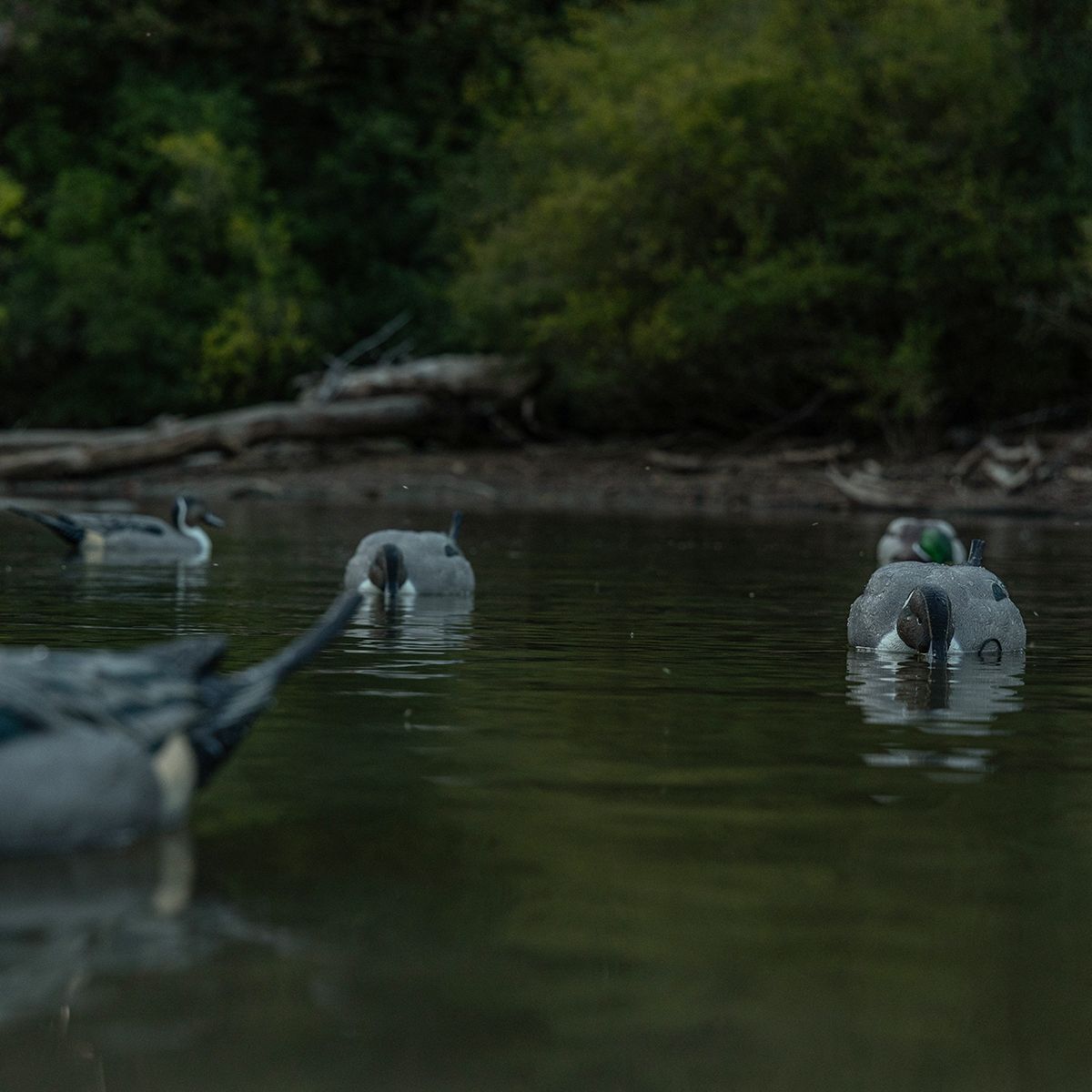 Avian-X Topflight Pintails Decoys