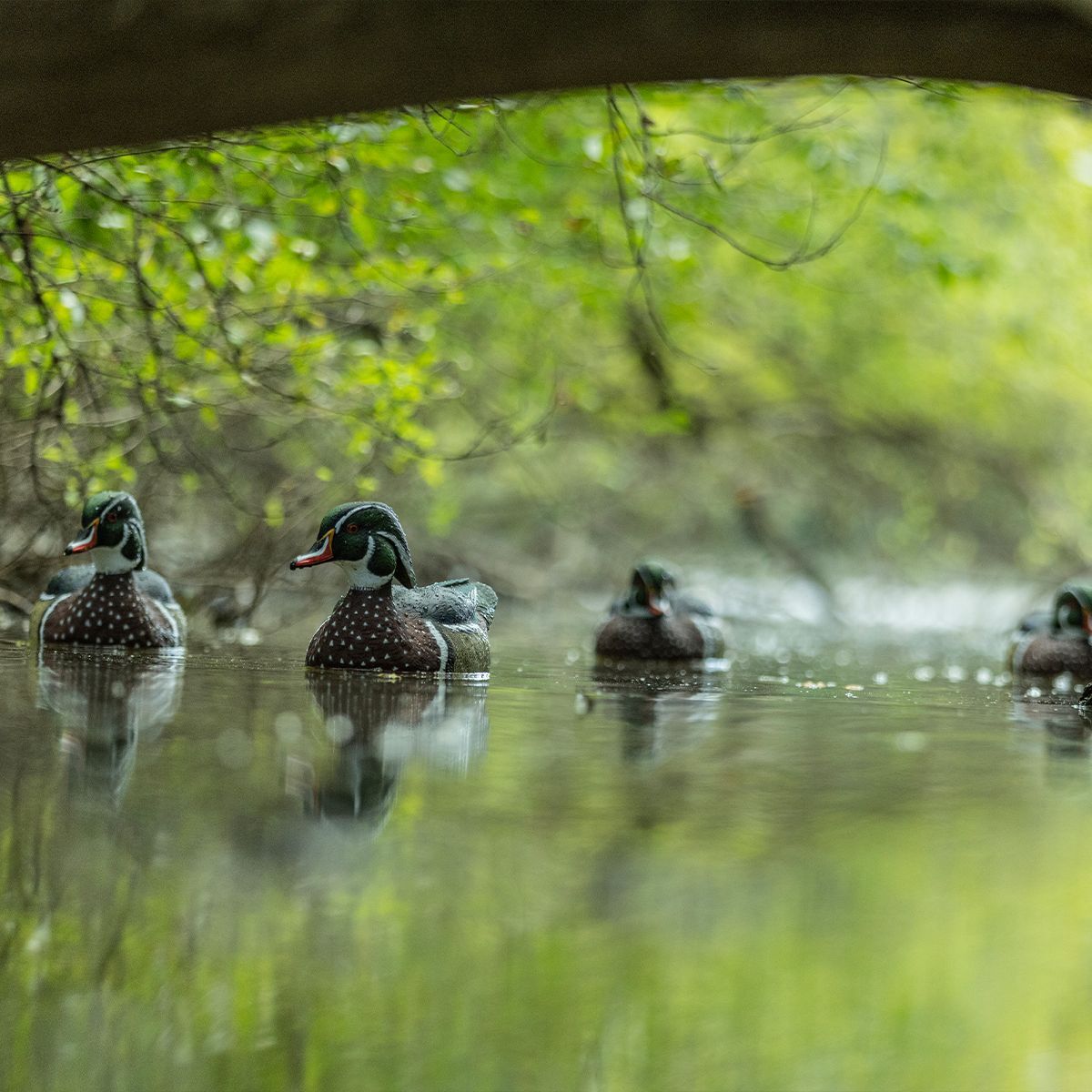 Avian-X Topflight Wood Ducks, 6-Pk