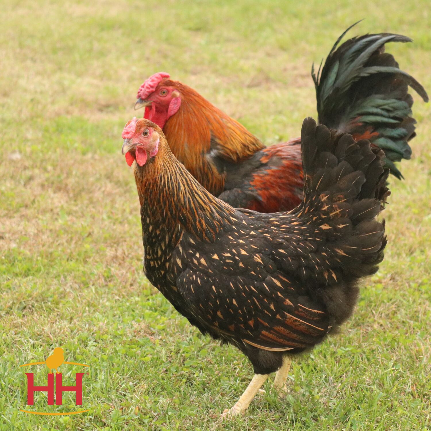 Gold Laced Wyandotte Live Chicks