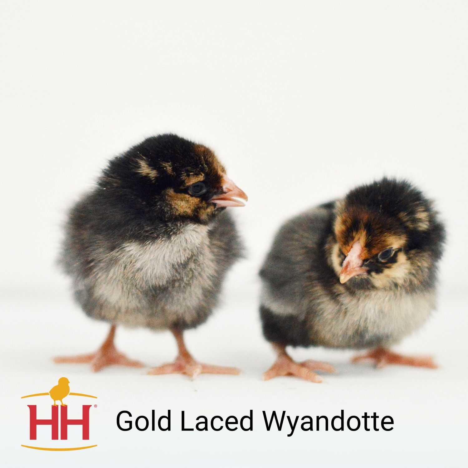 Gold Laced Wyandotte Live Chicks