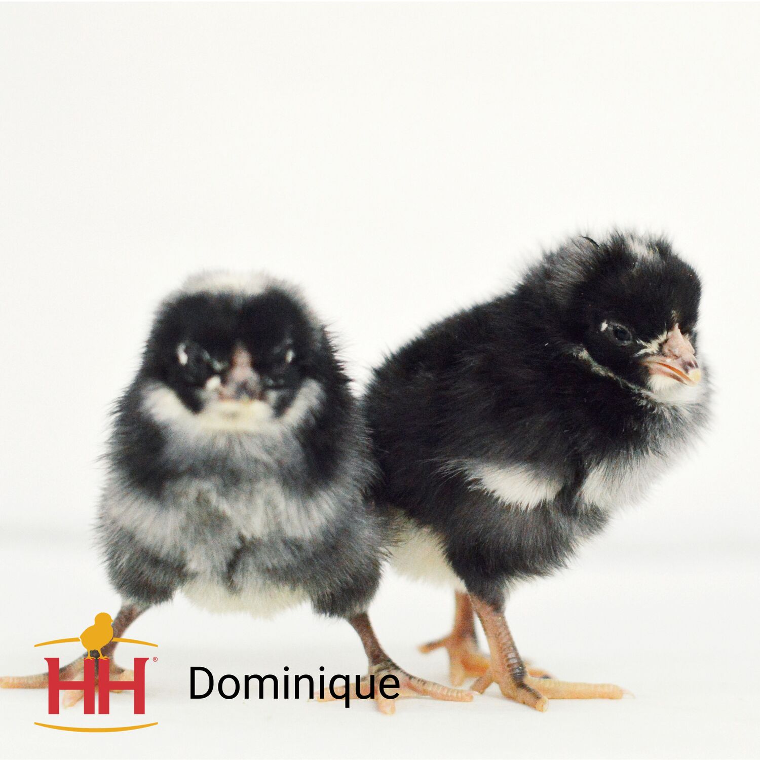 Dominique Live Chicks