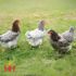 Sapphire Gem Chicks