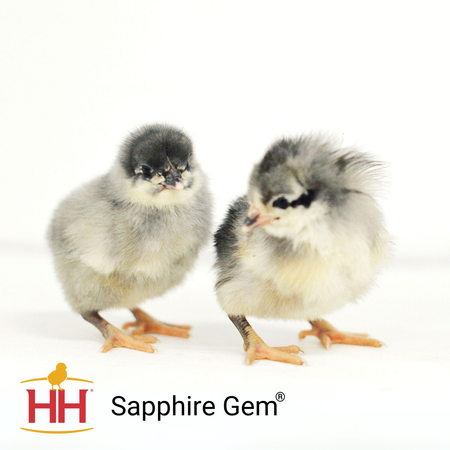 Sapphire Gem Chicks