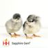 Sapphire Gem Chicks