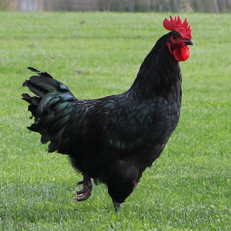 Black Australorp Pullet