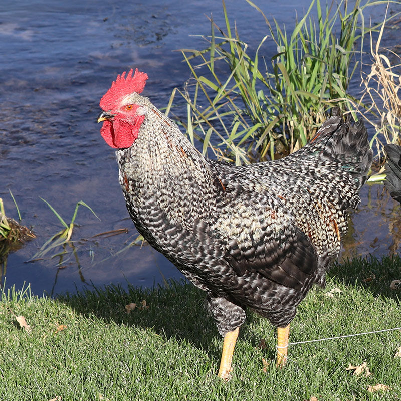 Brown Leghorn Pullet