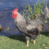 Brown Leghorn Pullet