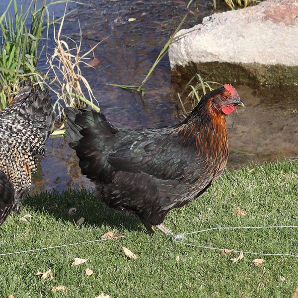Brown Leghorn Pullet