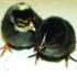 Brown Leghorn Pullet