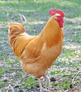 Buff Orpington Straight Run