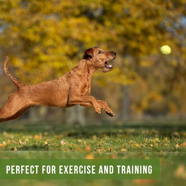 Tennis Balls Dog Toy, 12-Ct