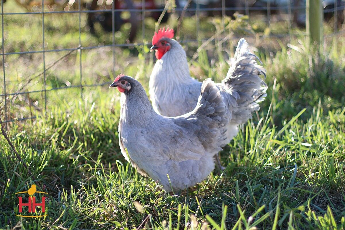 Lavender Orpington Straight Run