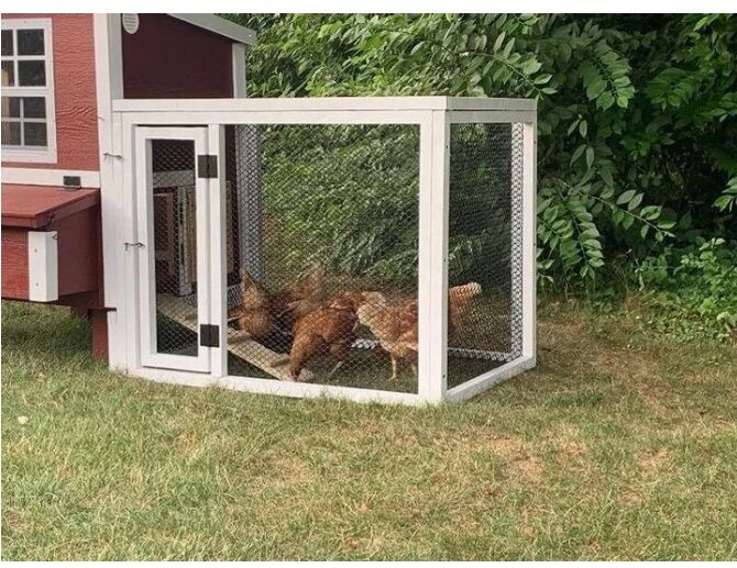 American Model Coop in a Box, 5 Chickens