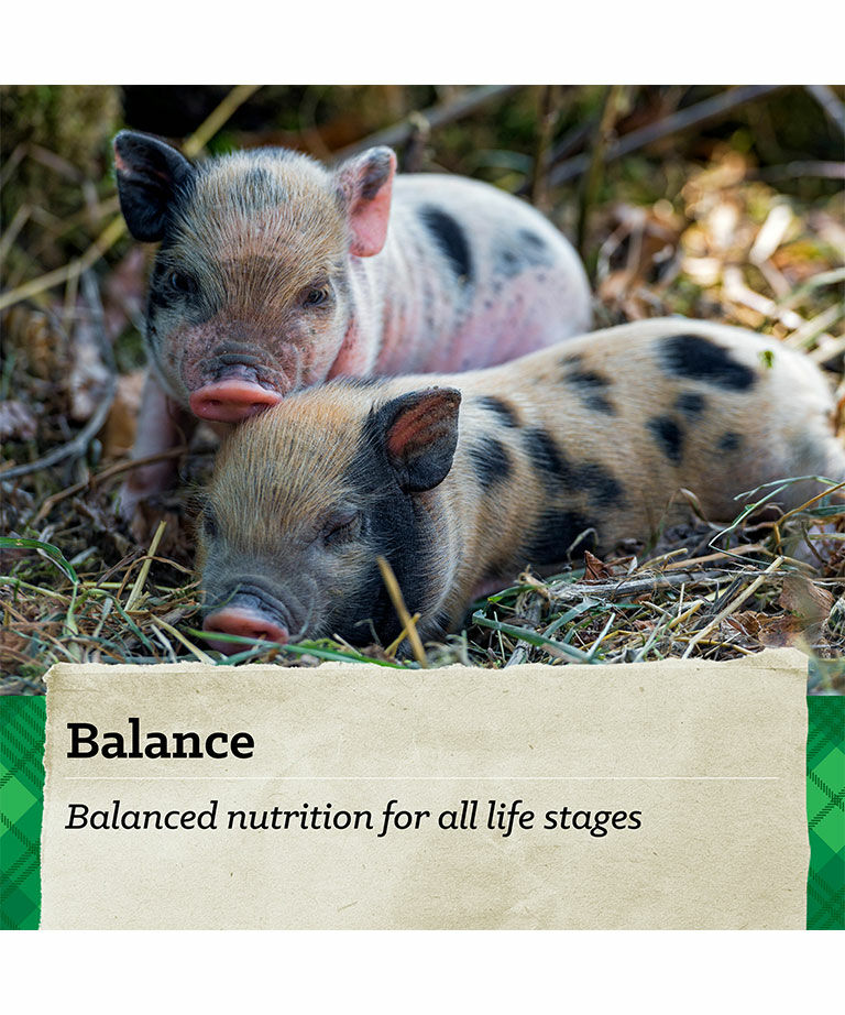 Nutrena Country Feeds Mini Pig Feed, 50-Lb