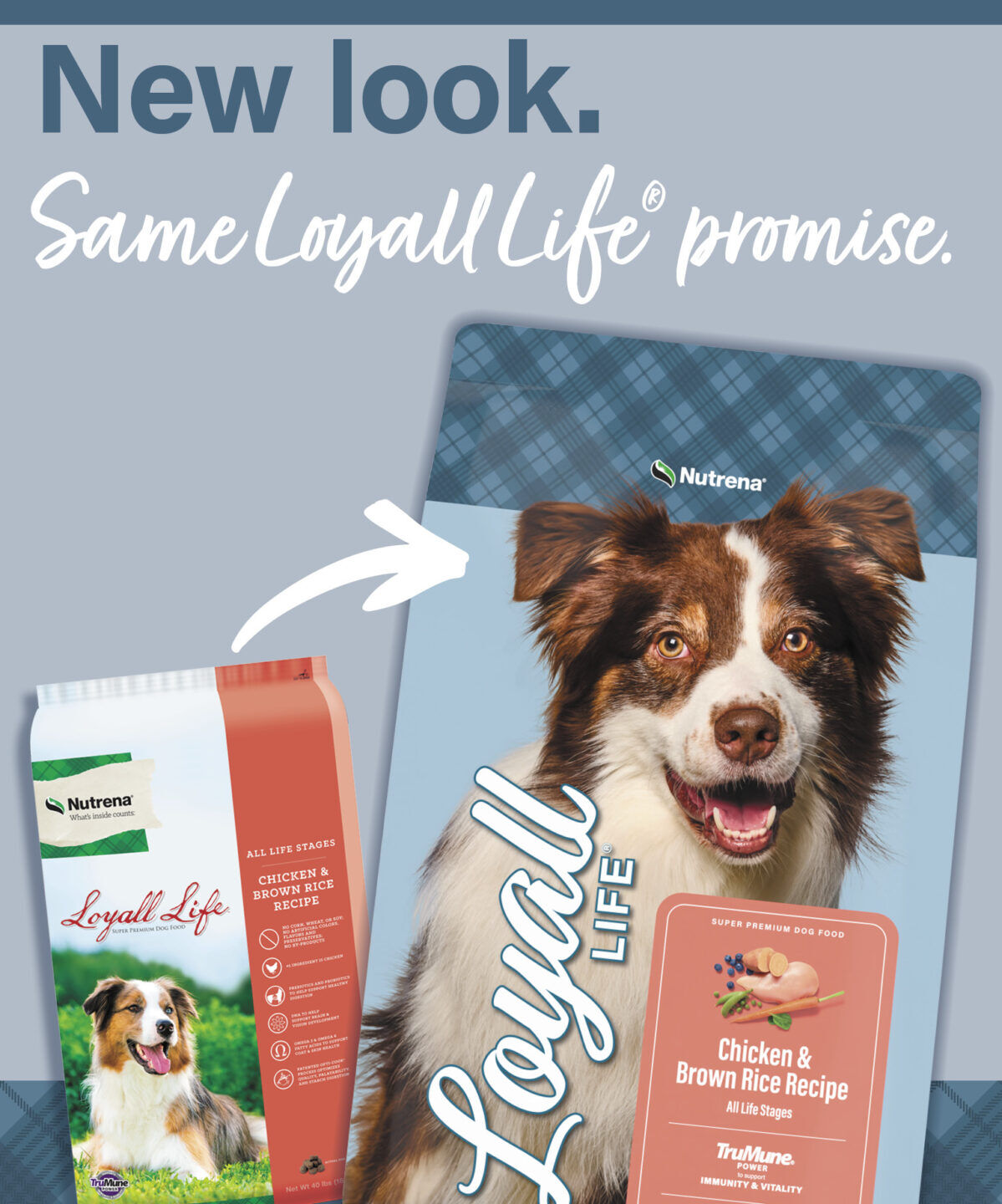 Nutrena Loyall Life Chicken & Brown Rice Dog Food, 6-Lb