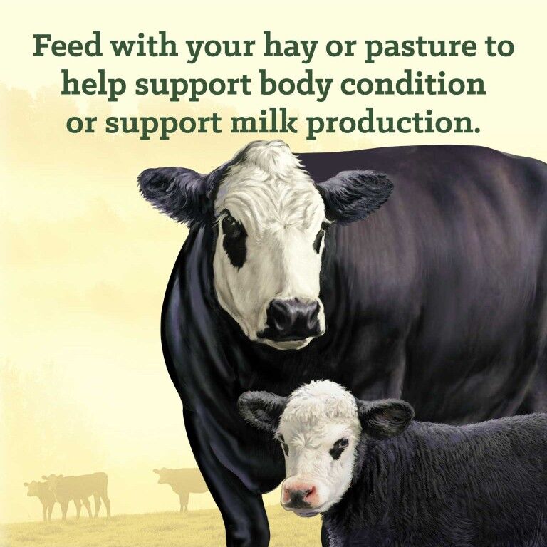 Nutrena NutreBeef Cubes, 50-Lb