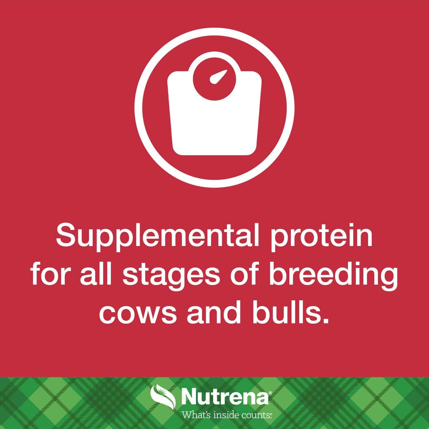 Nutrena NutreBeef Cubes, 50-Lb