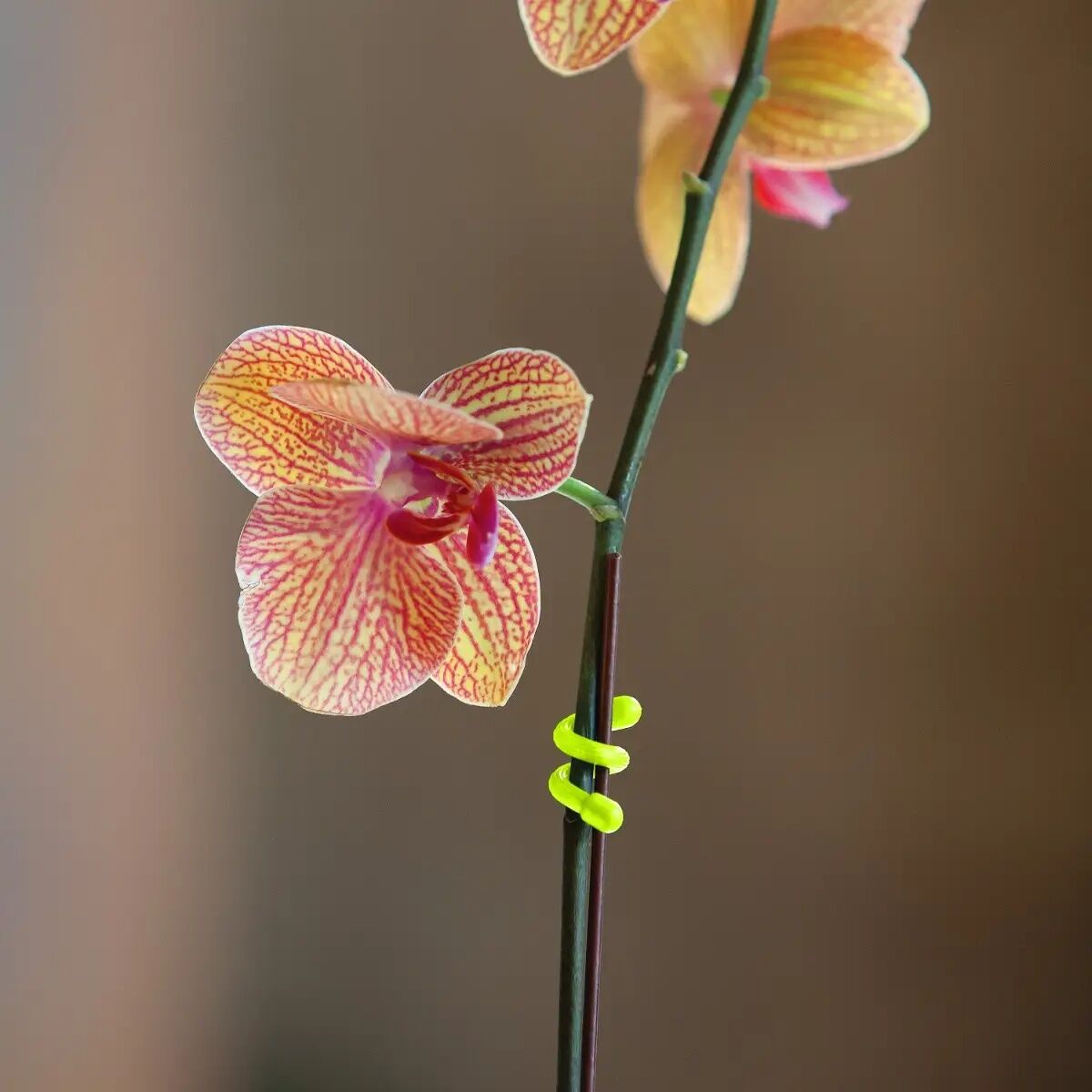 Nite Ize Black Gear Tie Original Reusable Rubber Twist Tie, 6-In, 2-Pk