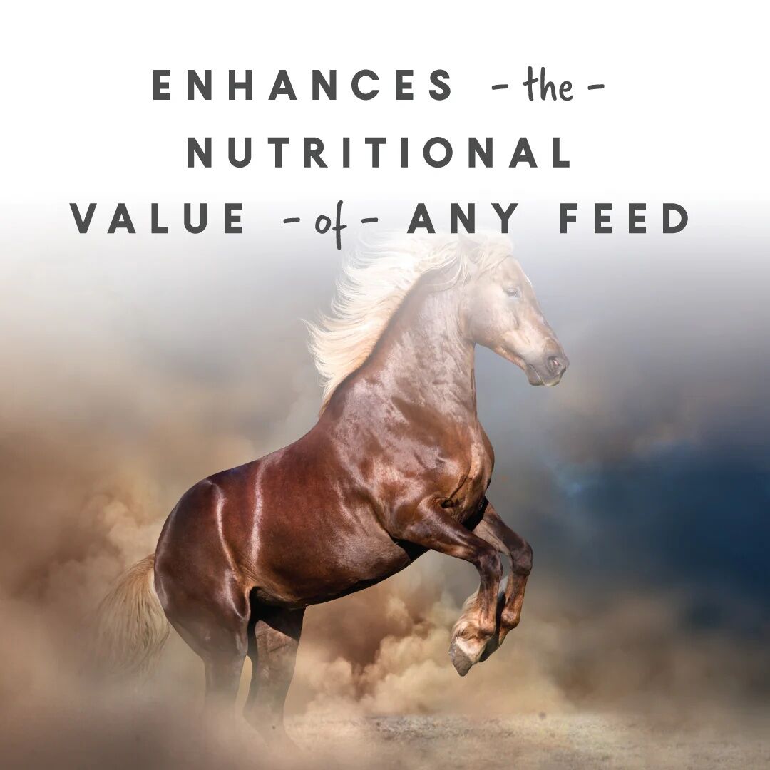 Manna Pro Sho-Glo Equine Vitamin & Mineral Supplement, 5-Lb