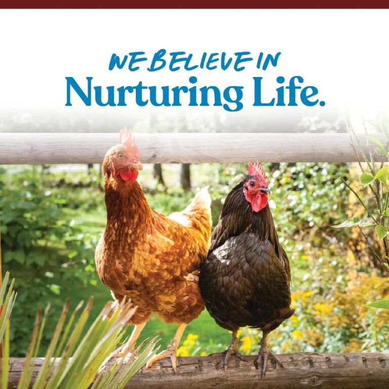 Manna Pro Oyster Shell Layer Supplement, 5-Lb