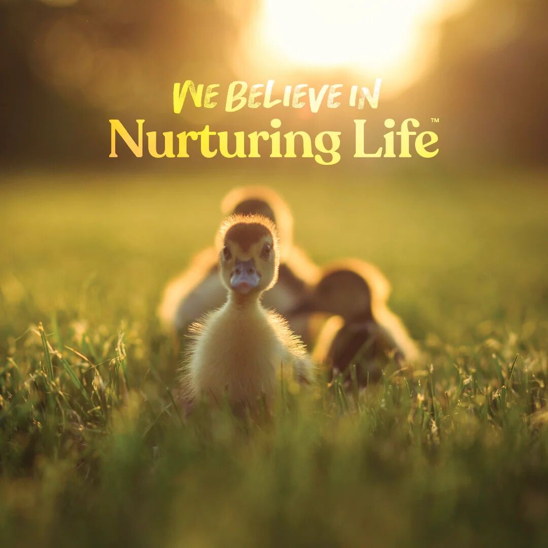 Manna Pro Duckling & Gosling Starter Grower Crumbles, 8-Lb