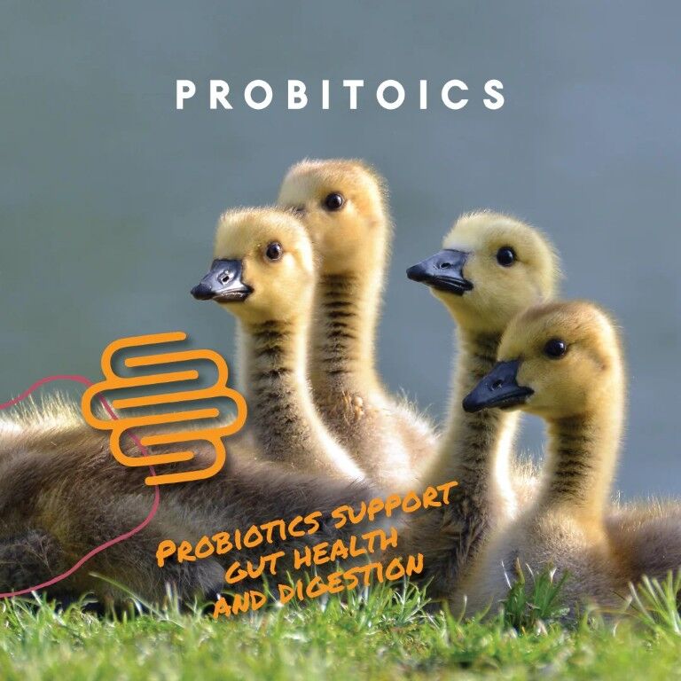 Manna Pro Duckling & Gosling Starter Grower Crumbles, 8-Lb