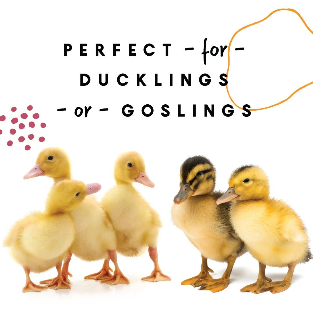 Manna Pro Duckling & Gosling Starter Grower Crumbles, 8-Lb