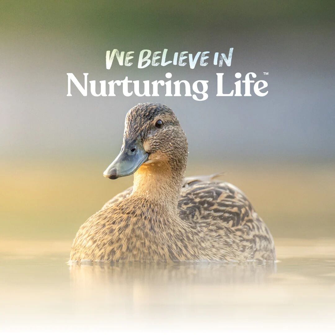 Manna Pro Duck & Goose Layer Pellets, 25-Lb