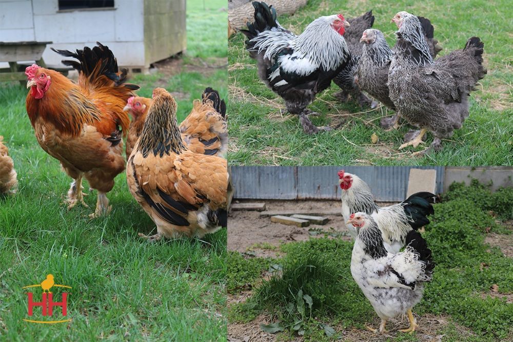 Brahmas Live Chicks, Assorted