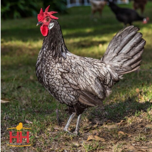 Blue Andalusian Chicks