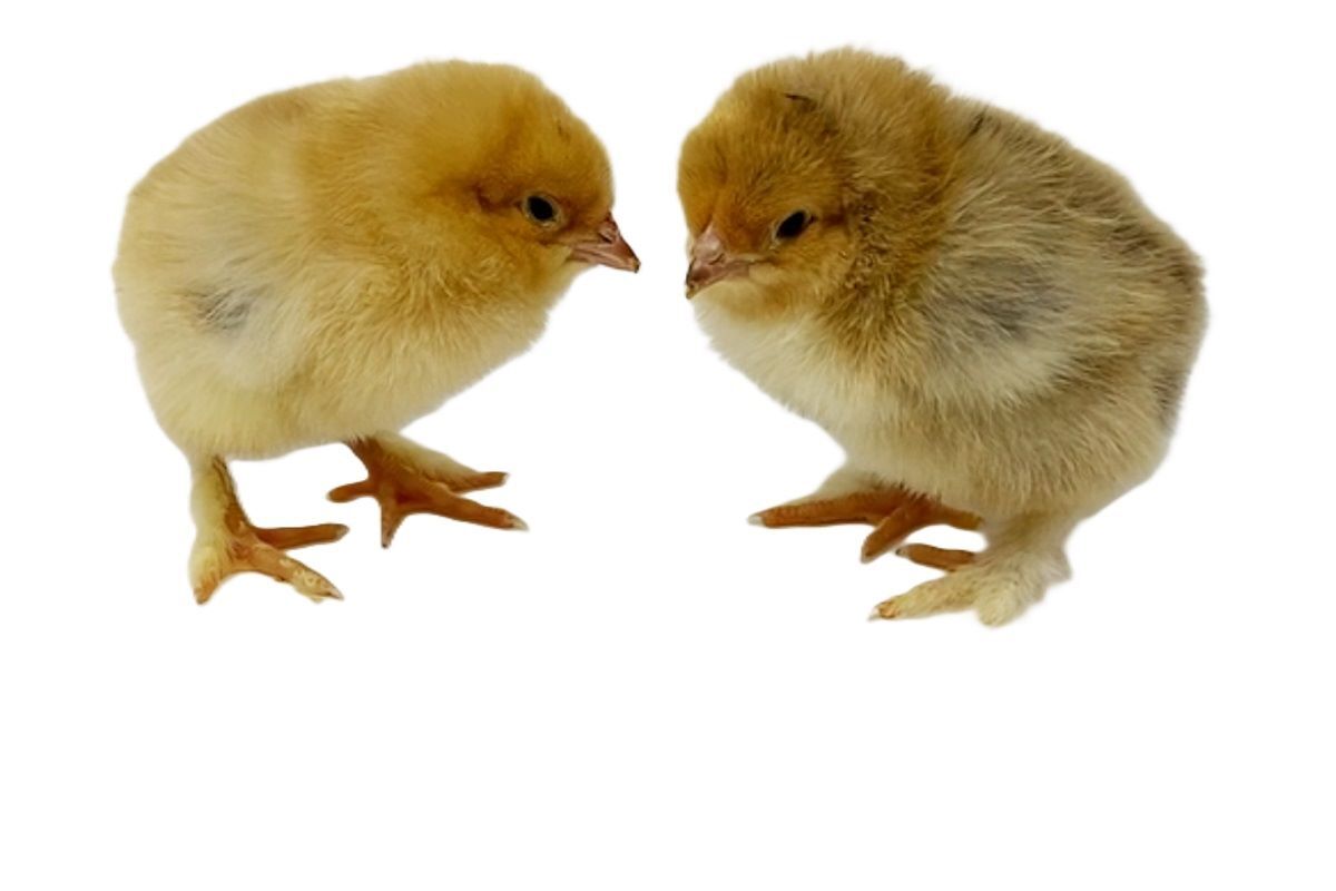 Buff Brahma Live Chicks