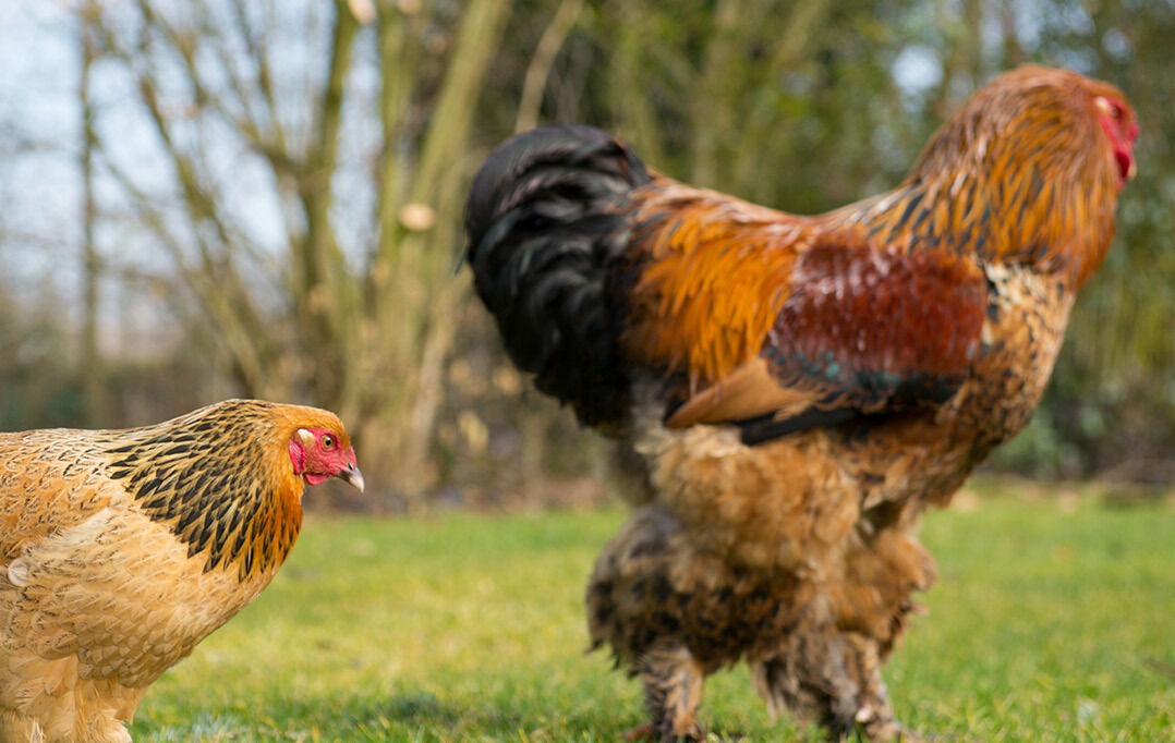 Buff Brahma Live Chicks