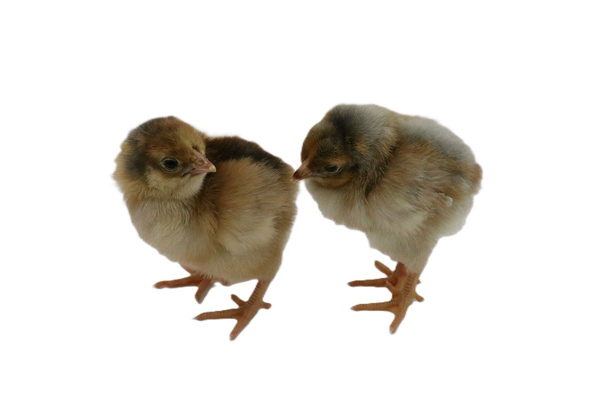 Blue Laced Red Wyandotte Live Chicks