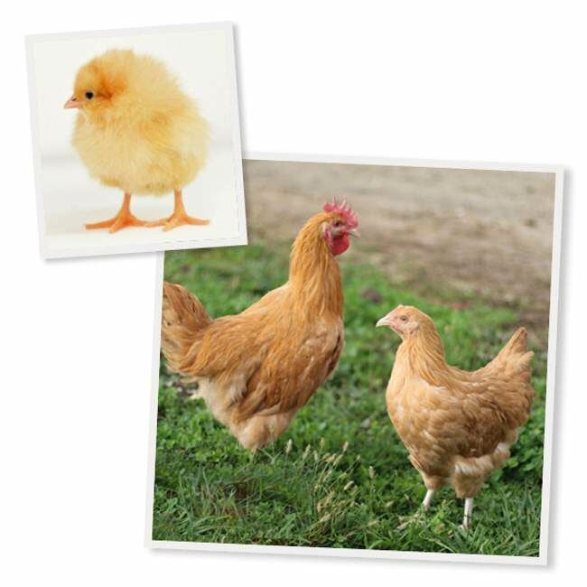 Buff Orpington Live Chicks