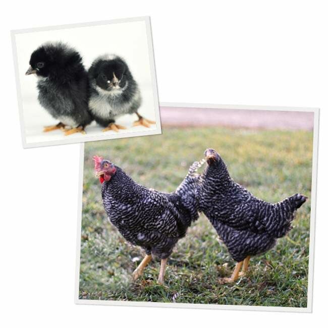 Barred Plymouth Rock Live Chicks