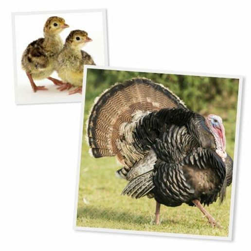Broad Breasted Bronze Turkey Chicks