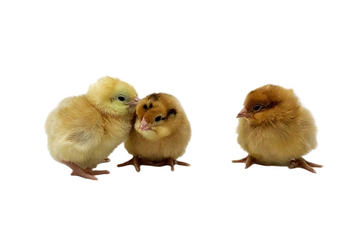 Calico Princess Live Chicks