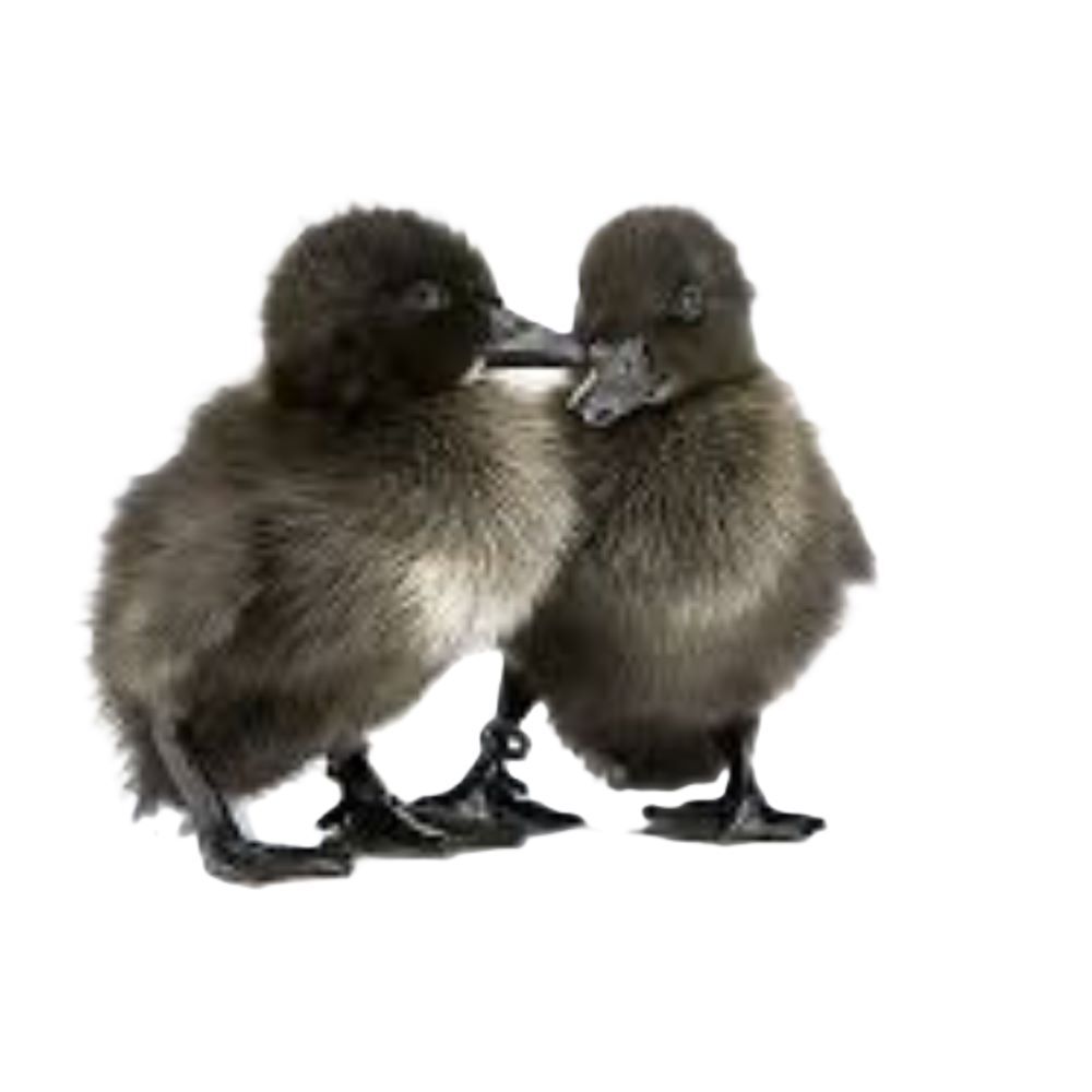 Cayuga Live Ducklings