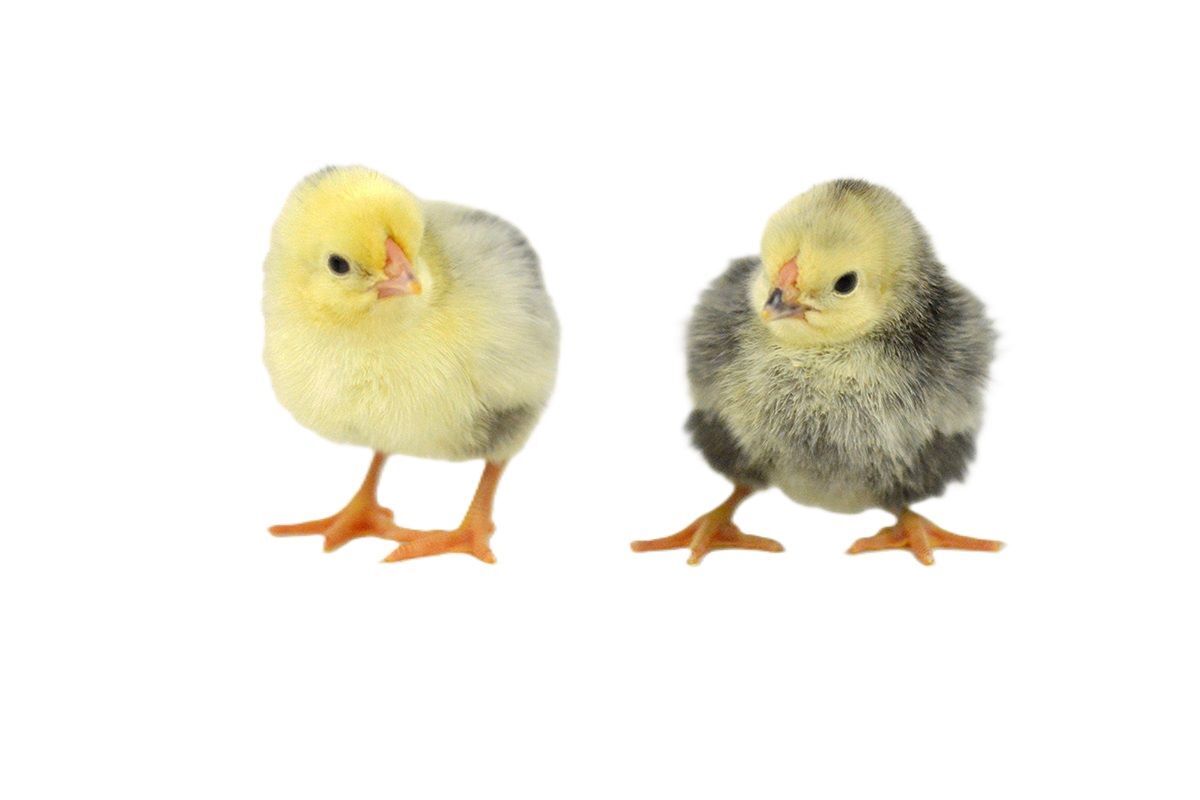 Columbian Wyandotte Live Chicks