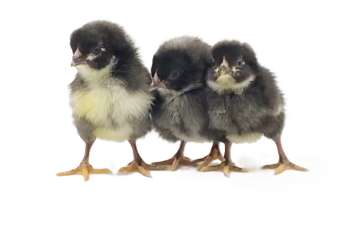 Cuckoo Marans Live Chicks