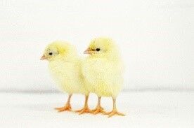 California White Live Chicks