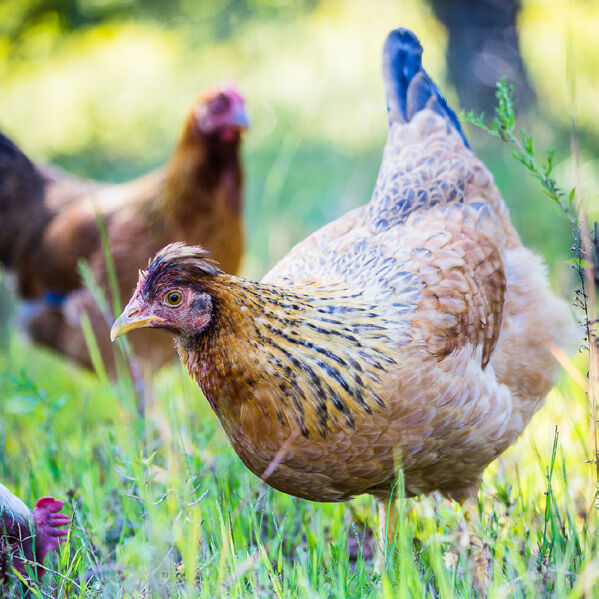 Easter Egger Live Chicks