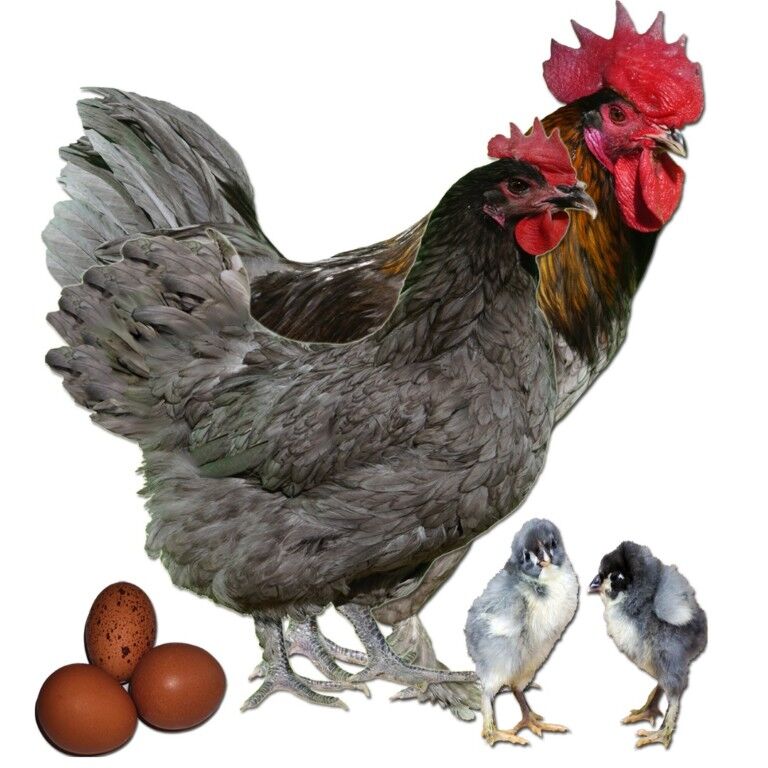 French Blue Copper Marans Chicks