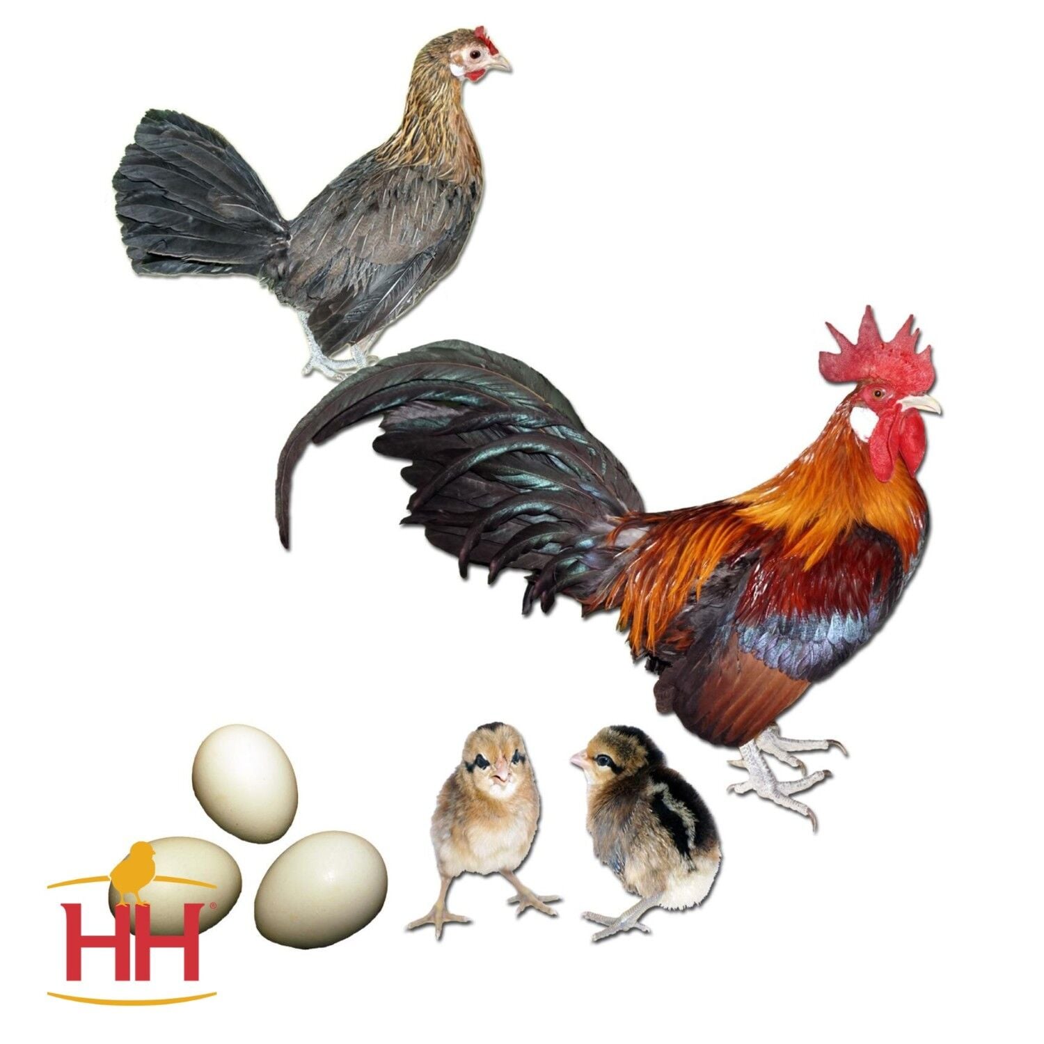 Indian Red Junglefowl Chicks