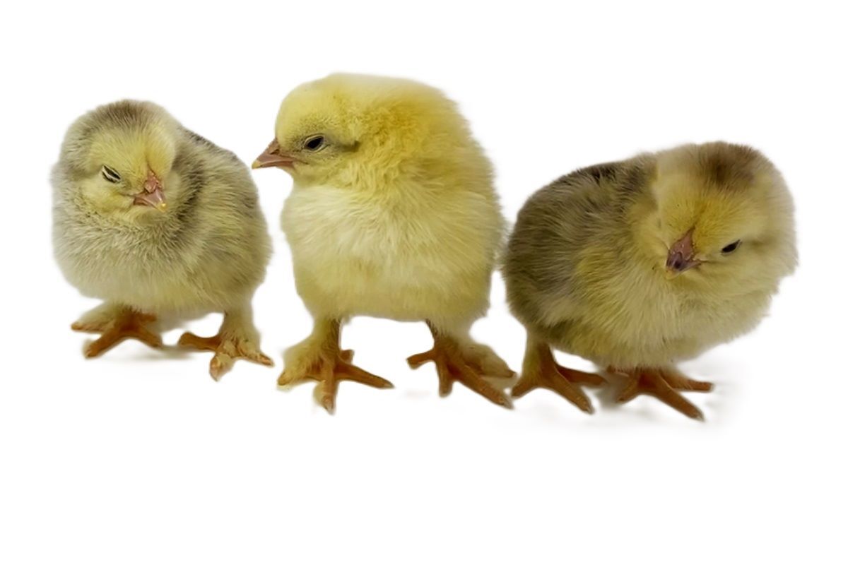 Light Brahma Live Chicks