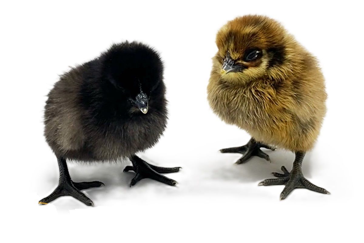 Mystic Onyx Live Chicks