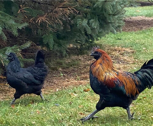 Mystic Onyx Chicks