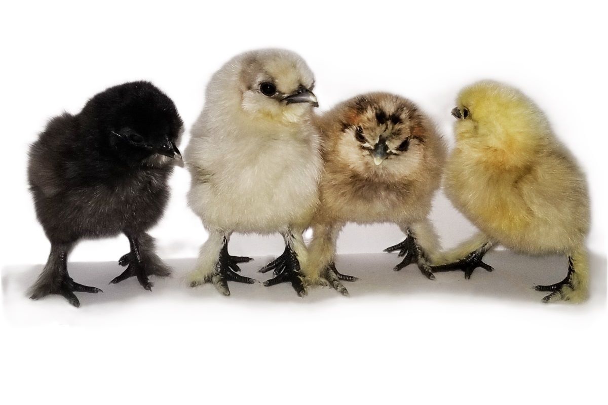 Mixed Silkie Bantam Live Chicks